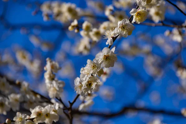 Plum Flower Blue Sky Sunny Day High Quality Photo Suginami — Stock Photo, Image
