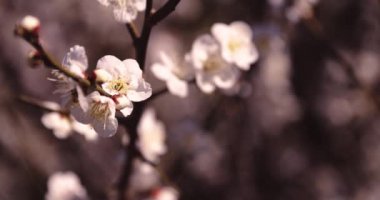 Mavi gökyüzünün arkasındaki erik çiçeğinin 2x yavaş çekimi güneşli. Yüksek kalite 4K görüntü. Suginami Bölgesi Tokyo Japonya 02.28.2023