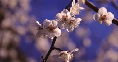 Mavi gökyüzünün arkasındaki erik çiçeğinin 2x yavaş çekimi güneşli. Yüksek kalite 4K görüntü. Suginami Bölgesi Tokyo Japonya 02.28.2023