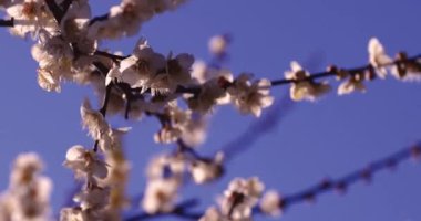 Mavi gökyüzünün arkasındaki erik çiçeğinin 2x yavaş çekimi güneşli. Yüksek kalite 4K görüntü. Suginami Bölgesi Tokyo Japonya 02.28.2023