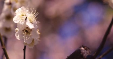 Mavi gökyüzünün arkasındaki erik çiçeğinin 2x yavaş çekimi güneşli. Yüksek kalite 4K görüntü. Suginami Bölgesi Tokyo Japonya 02.28.2023