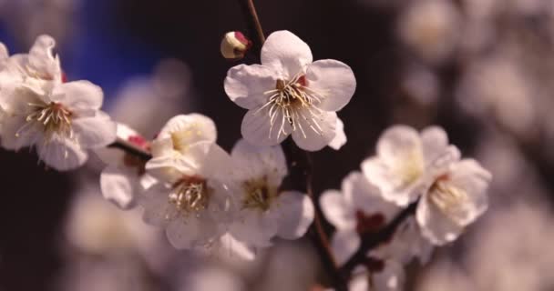 Lent Mouvement Fleur Prune Derrière Ciel Bleu Ensoleillé Images Haute — Video