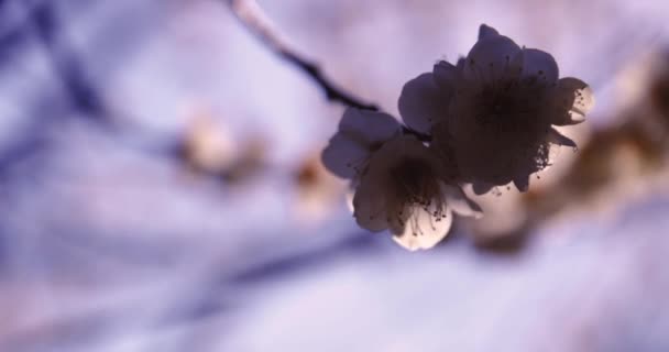 Wolny Ruch Kwiatu Śliwki Błękitnym Niebem Słoneczny Wysokiej Jakości Materiał — Wideo stockowe