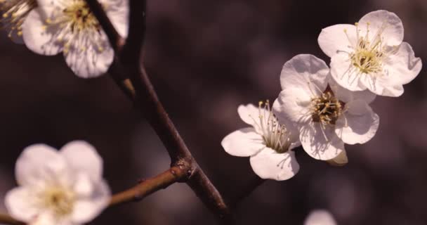Pomalý Pohyb Švestkového Květu Modrou Oblohou Slunečný Kvalitní Záběry Suginami — Stock video