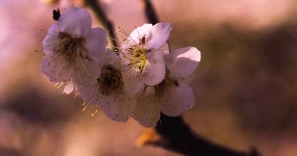 Mavi Gökyüzünün Arkasındaki Erik Çiçeğinin Yavaş Çekimi Güneşli Yüksek Kalite — Stok video
