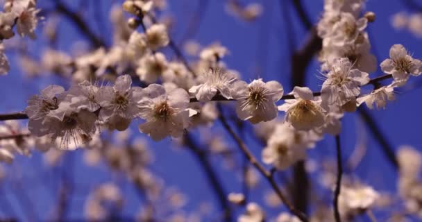 Slow Motion Plum Flower Blue Sky Sunny High Quality Footage — Stock Video