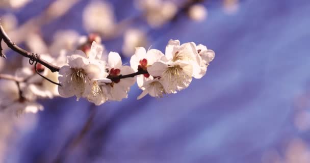 Lent Mouvement Fleur Prune Derrière Ciel Bleu Ensoleillé Images Haute — Video