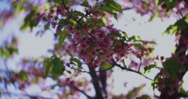 Kawazu kiraz çiçeklerinin 2x yavaş çekimleri yakın çekim elde taşınır. Yüksek kalite 4K görüntü. Koto Bölgesi Kiba Tokyo Japonya 03.14.2023