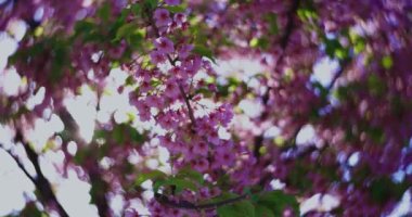 Kawazu kiraz çiçeklerinin 2x yavaş çekimleri yakın çekim elde taşınır. Yüksek kalite 4K görüntü. Koto Bölgesi Kiba Tokyo Japonya 03.14.2023