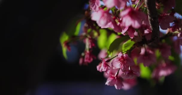 Slow Motion Kawazu Körsbär Blommor Närbild Handhållen Högkvalitativ Film Koto — Stockvideo