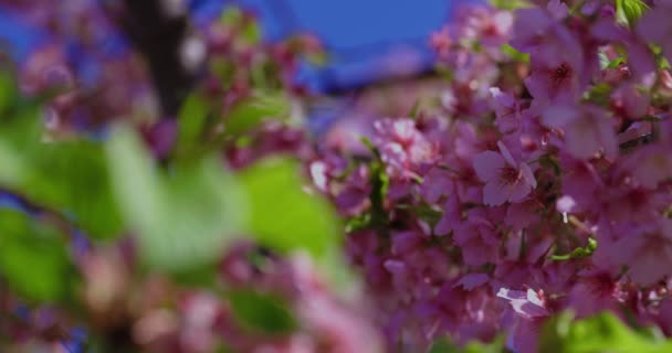 Kawazu Cherry Blossoms Spring Season Close Shot High Quality Footage — Stock Video