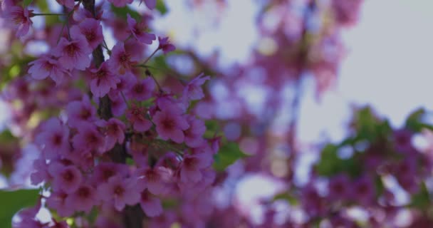 Kawazu Třešňové Květy Jarním Období Zblízka Kvalitní Záběry Kraj Koto — Stock video