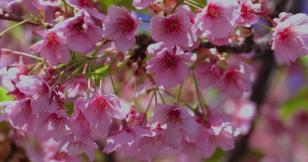 Kawazu Flores Cerezo Temporada Primavera Cerca Imágenes Alta Calidad Distrito — Vídeo de stock