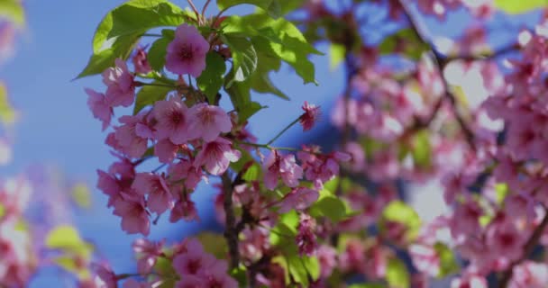 Kawazu Körsbär Blommar Vårsäsongen Närbild Högkvalitativ Film Koto Distriktet Kiba — Stockvideo