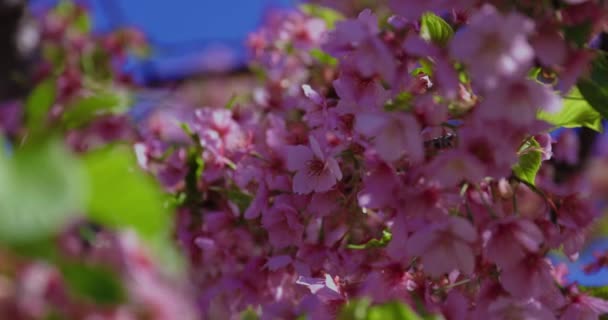 Kawazu Kirschblüten Der Frühjahrssaison Close Shot Hochwertiges Filmmaterial Koto Bezirk — Stockvideo