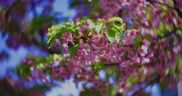 Kawazu Körsbär Blommar Snabbt Vårsäsongen Närbild Högkvalitativ Film Koto Distriktet — Stockvideo