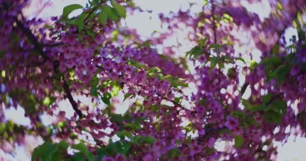 Cámara Lenta Flores Cerezo Kawazu Cerca Mano Imágenes Alta Calidad — Vídeo de stock