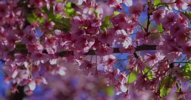 Kawazu Körsbär Blommar Vårsäsongen Nära Skott Högkvalitativ Film Koto Distriktet — Stockvideo