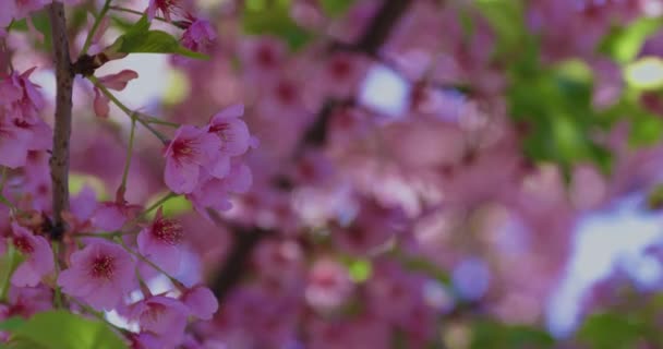 Kawazu Flores Cerezo Temporada Primavera Centra Imágenes Alta Calidad Distrito — Vídeo de stock
