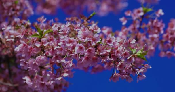 Kwitnie Wiśnia Kawazu Sezonie Wiosennym Wysokiej Jakości Materiał Okręg Koto — Wideo stockowe