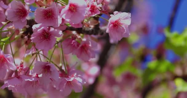 Άνθη Κερασιάς Kawazu Την Ανοιξιάτικη Περίοδο Κλείνουν Υψηλής Ποιότητας Πλάνα — Αρχείο Βίντεο