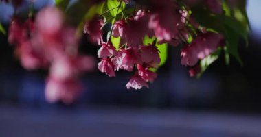 Kawazu kiraz çiçeklerinin 2x yavaş çekimleri yakın çekim elde taşınır. Yüksek kalite 4K görüntü. Koto Bölgesi Kiba Tokyo Japonya 03.14.2023