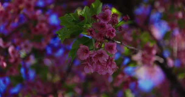 Cámara Lenta Flores Cerezo Kawazu Cerca Mano Imágenes Alta Calidad — Vídeo de stock