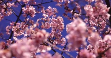 Kawazu kiraz çiçeklerinin 2x yavaş çekimi. Yüksek kalite 4K görüntü. Suginami Bölgesi Tokyo Japonya 02.28.2023