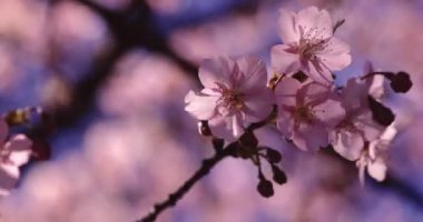 Kawazu kiraz çiçeklerinin 2x yavaş çekimi. Yüksek kalite 4K görüntü. Suginami Bölgesi Tokyo Japonya 02.28.2023