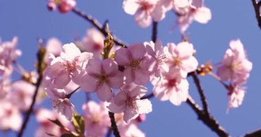 Kawazu kiraz çiçeklerinin 2x yavaş çekimi. Yüksek kalite 4K görüntü. Suginami Bölgesi Tokyo Japonya 02.28.2023