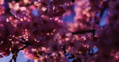 Kawazu kiraz çiçeğinin 4x yavaş çekimi yakın çekim. Yüksek kalite 4K görüntü. Suginami Bölgesi Tokyo Japonya 02.28.2023