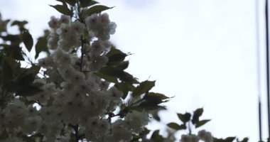 Ukon Kiraz çiçeğinin rüzgarlı bulutlu bir günde sallanışı. Yüksek kalite 4K görüntü. Nerima bölgesi Tokyo 04.06.2023