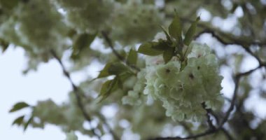 Ukon Kiraz çiçeğinin rüzgarlı bulutlu bir günde sallanışı. Yüksek kalite 4K görüntü. Nerima bölgesi Tokyo 04.06.2023