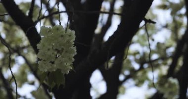 Ukon Kiraz çiçeğinin rüzgarlı bulutlu bir günde sallanışı. Yüksek kalite 4K görüntü. Nerima bölgesi Tokyo 04.06.2023