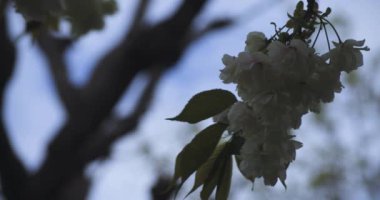 Ukon Kiraz çiçeğinin rüzgarlı bulutlu bir günde sallanışı. Yüksek kalite 4K görüntü. Nerima bölgesi Tokyo 04.06.2023