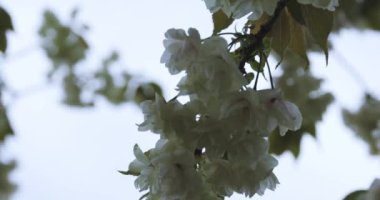 Ukon Kiraz çiçeğinin rüzgarlı bulutlu bir günde sallanışı. Yüksek kalite 4K görüntü. Nerima bölgesi Tokyo 04.06.2023
