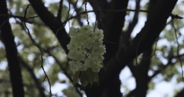 Ukon Kiraz çiçeğinin rüzgarlı bulutlu bir günde sallanışı. Yüksek kalite 4K görüntü. Nerima bölgesi Tokyo 04.06.2023