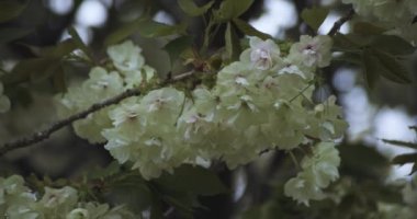 Ukon Kiraz çiçeğinin rüzgarlı bulutlu bir günde sallanışı. Yüksek kalite 4K görüntü. Nerima bölgesi Tokyo 04.06.2023
