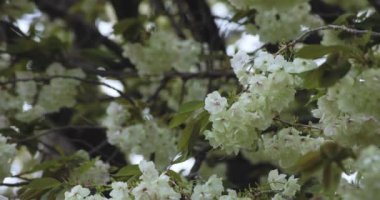 Ukon Kiraz çiçeğinin rüzgarlı bulutlu bir günde sallanışı. Yüksek kalite 4K görüntü. Nerima bölgesi Tokyo 04.06.2023