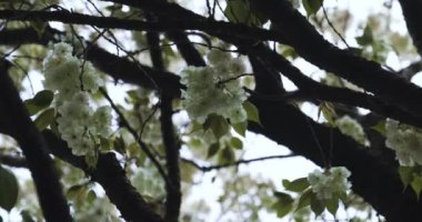 Ukon Kiraz çiçeğinin rüzgarlı bulutlu bir günde sallanışı. Yüksek kalite 4K görüntü. Nerima bölgesi Tokyo 04.06.2023