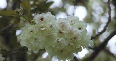 Ukon Kiraz çiçeğinin rüzgarlı bulutlu bir günde sallanışı. Yüksek kalite 4K görüntü. Nerima bölgesi Tokyo 04.06.2023