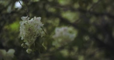 Ukon Kiraz çiçeğinin rüzgarlı bulutlu bir günde sallanışı. Yüksek kalite 4K görüntü. Nerima bölgesi Tokyo 04.06.2023