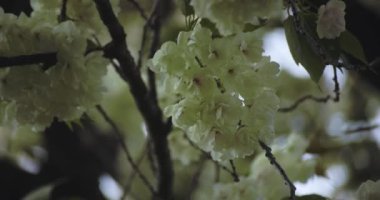 Ukon Kiraz çiçeğinin rüzgarlı bulutlu bir günde sallanışı. Yüksek kalite 4K görüntü. Nerima bölgesi Tokyo 04.06.2023
