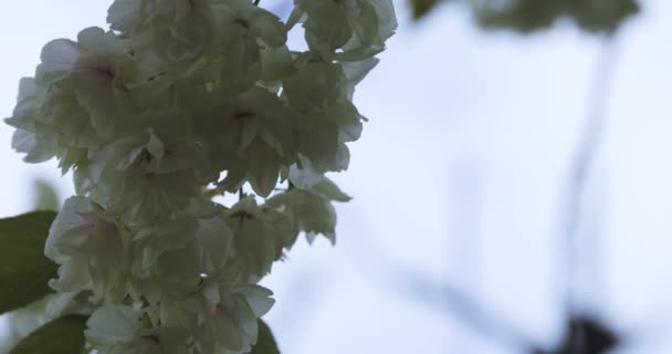 Замедленное Движение Цветка Вишни Юкона Раскачивающегося Ветреный Облачный День Высококачественные — стоковое видео