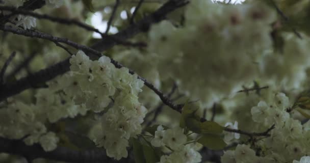 Ukon Cseresznyevirág Lassú Mozgása Ingadozik Szélben Kiváló Minőségű Felvétel Nerima — Stock videók