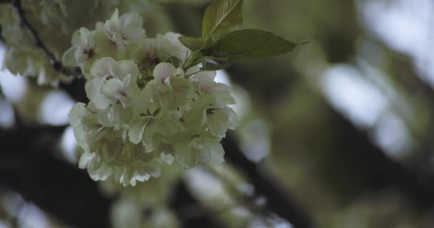 Zpomalený Pohyb Květu Třešně Ukon Kolébající Větrném Mračnu Kvalitní Záběry — Stock video