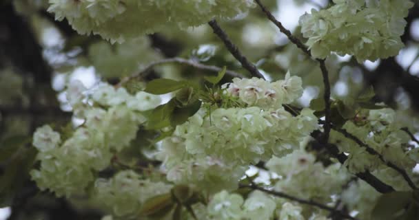 Eine Zeitlupe Von Ukon Cherry Blume Schwankt Wind Bewölkten Tag — Stockvideo