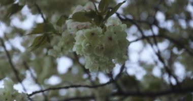 Ukon Kiraz çiçeğinin rüzgarlı bulutlu bir günde sallanışı. Yüksek kalite 4K görüntü. Nerima bölgesi Tokyo 04.06.2023