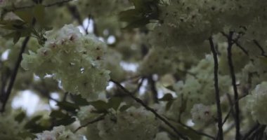 Ukon Kiraz çiçeğinin rüzgarlı bulutlu bir günde sallanışı. Yüksek kalite 4K görüntü. Nerima bölgesi Tokyo 04.06.2023