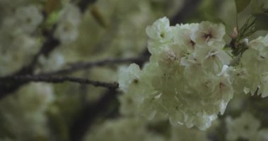 Ukon Kiraz çiçeğinin rüzgarlı bulutlu bir günde sallanışı. Yüksek kalite 4K görüntü. Nerima bölgesi Tokyo 04.06.2023